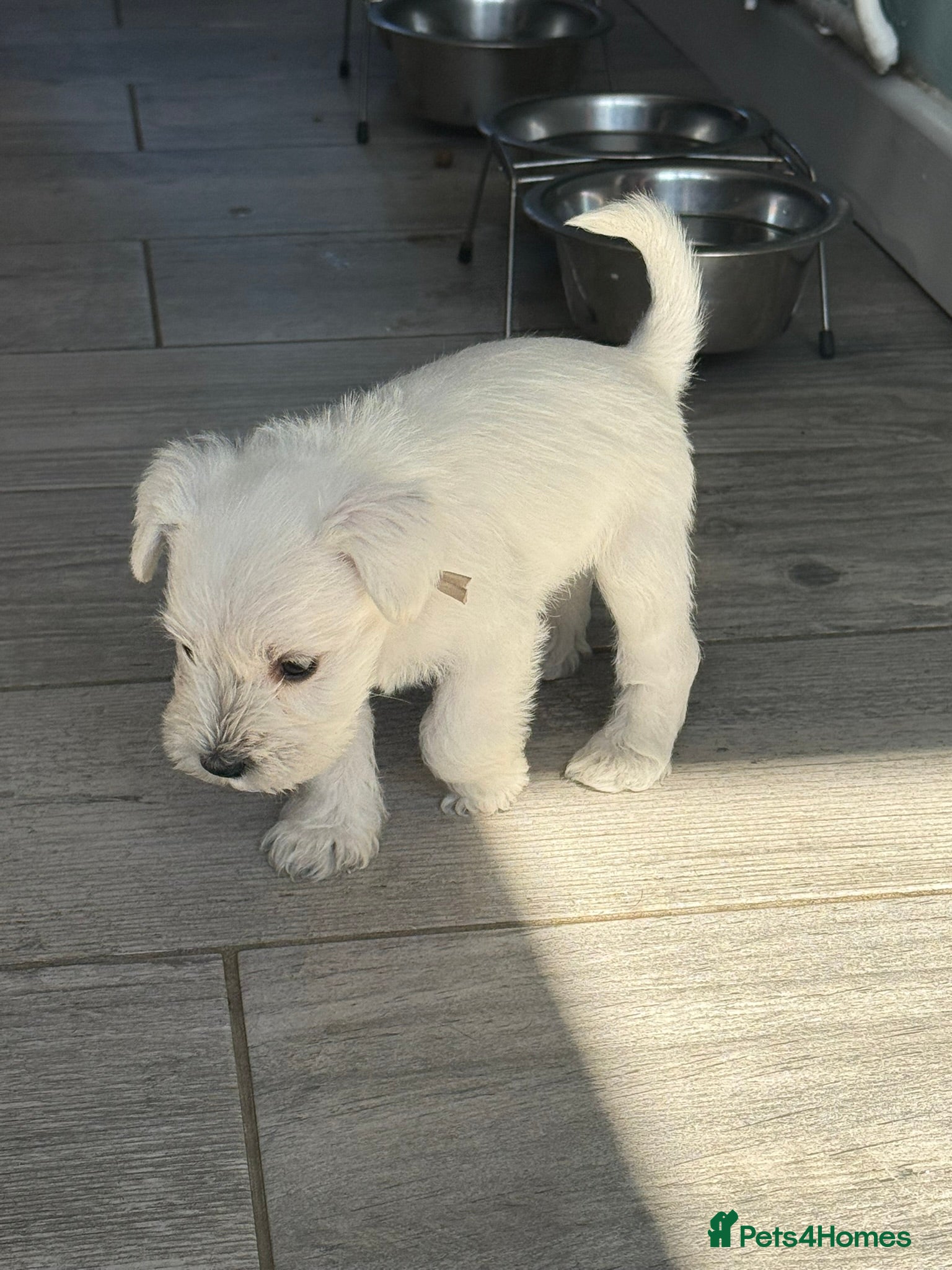Miniature Schnauzer dogs KC Registered Miniature Schnauzer Puppies - Advert 3