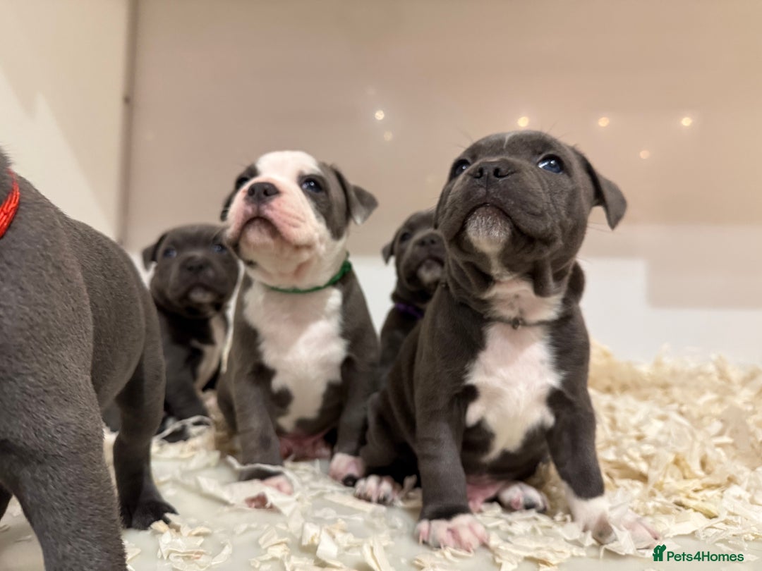 Staffordshire Bull Terrier dogs for sale: Pick of the litter pup available! Ch Bloodline - Image 20