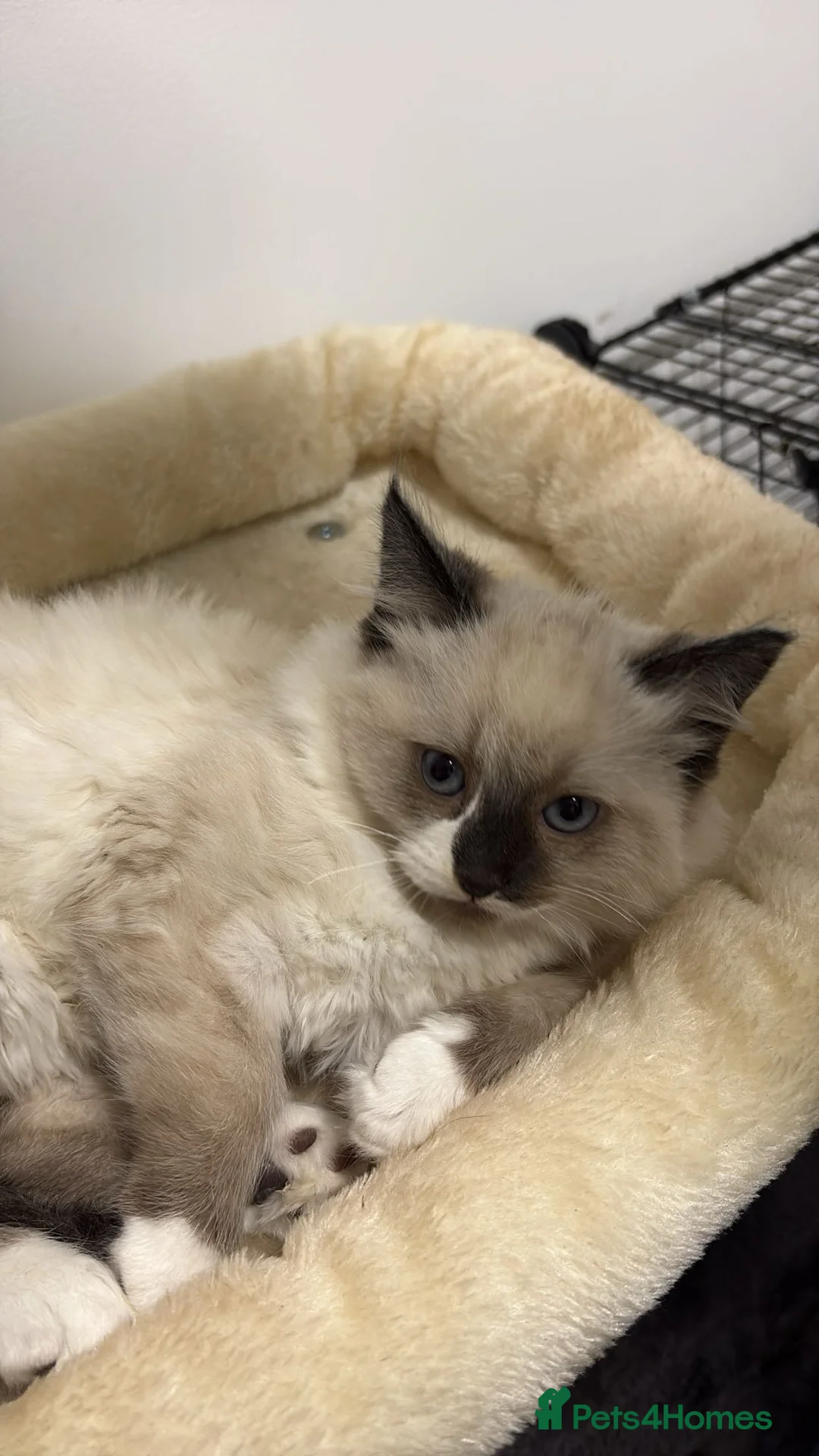 Ragdoll cats for sale: X3 Beautiful Ragdoll Kittens - Ready to leave 🐱 - Advert 16