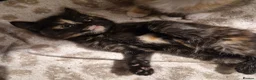 Mixed Breed cats for sale: Beautiful kittens ready today  - Advert 6