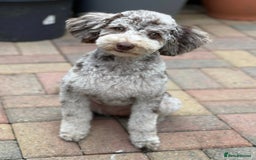 Mixed Breed dogs for sale: Beautiful Miniature Cockerdoodle pups - Image 1