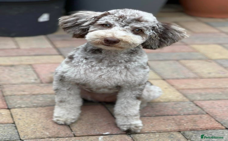 Mixed Breed dogs - Advert 12