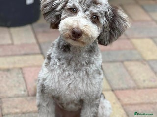 Mixed Breed dogs - Advert 1