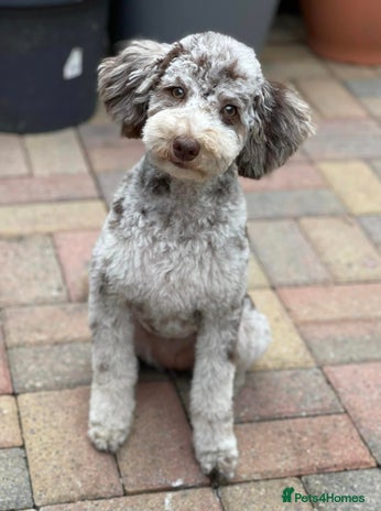 Mixed Breed dogs - Advert 1