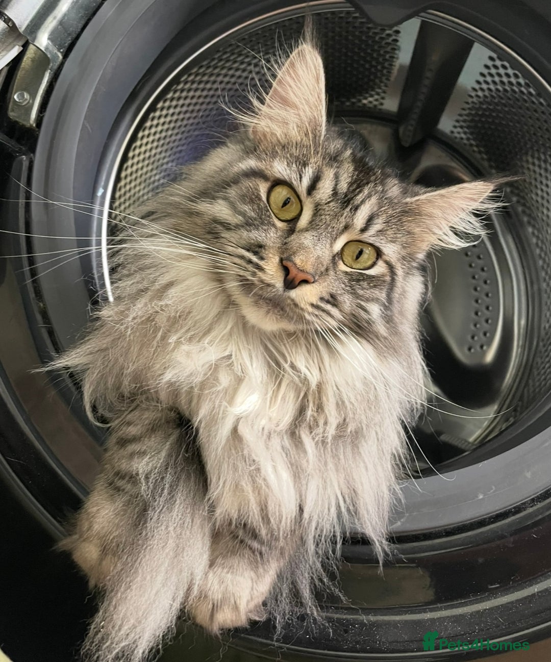 Maine Coon cats for sale: Maine coon girl stunning  - Image 5
