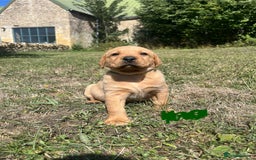 Labrador Retriever dogs for sale: Fox Red Labrador puppies  - Image 8
