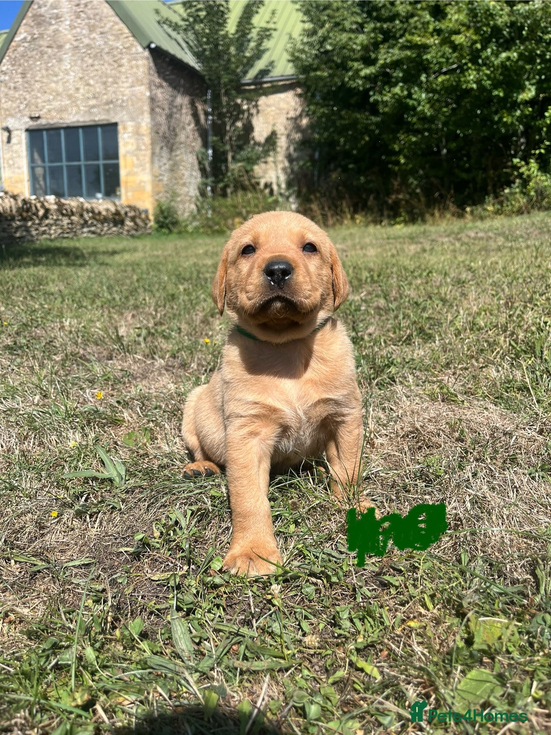 Labrador Retriever dogs for sale: Fox Red Labrador puppies  - Image 8
