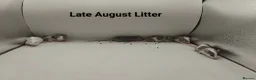 Mouse rodents for sale: 🐁August Mice Are Here!🐁 - Advert 13