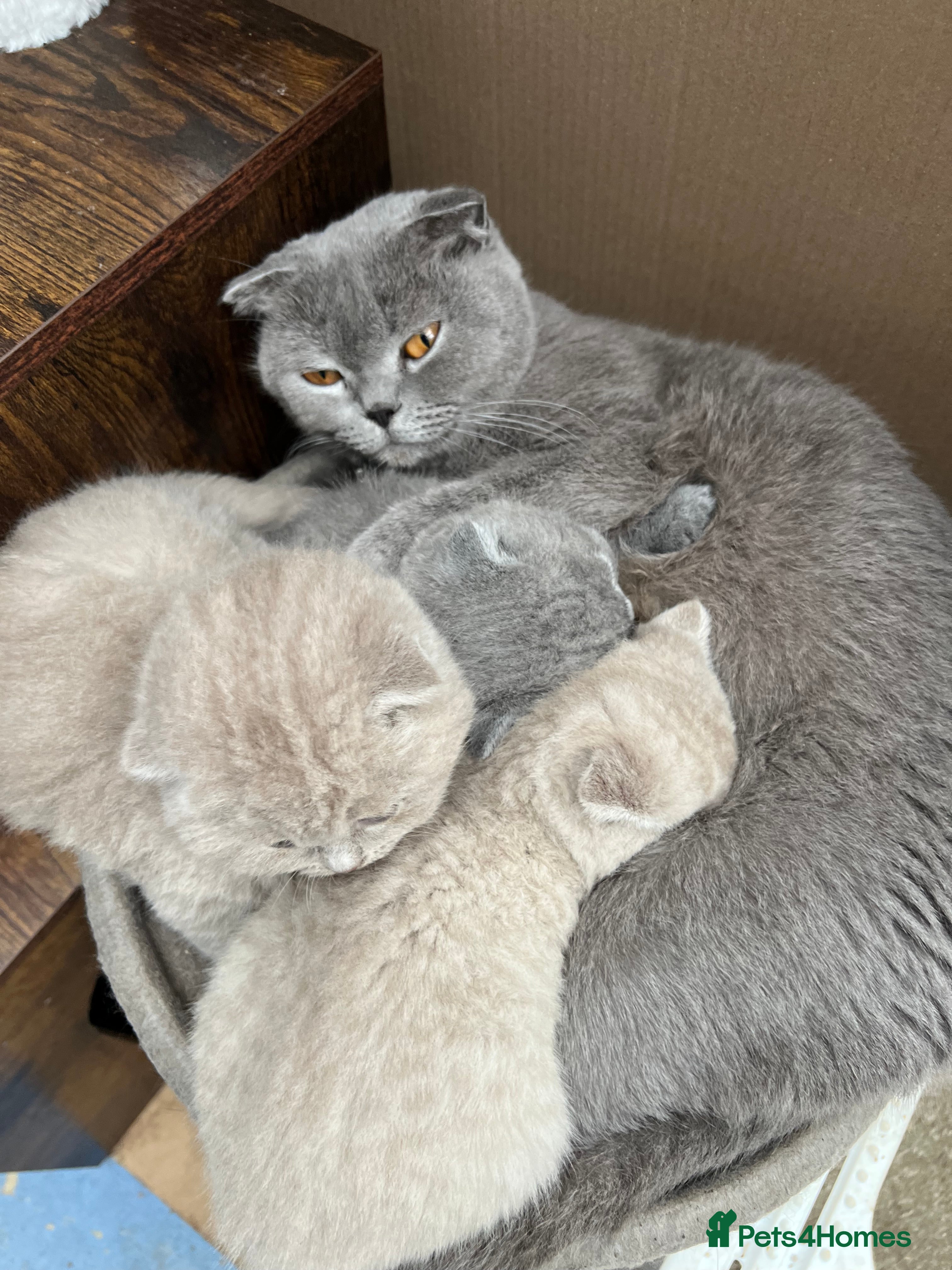 Mixed Breed cats Beautiful kittens available for loving homes. - Advert 1