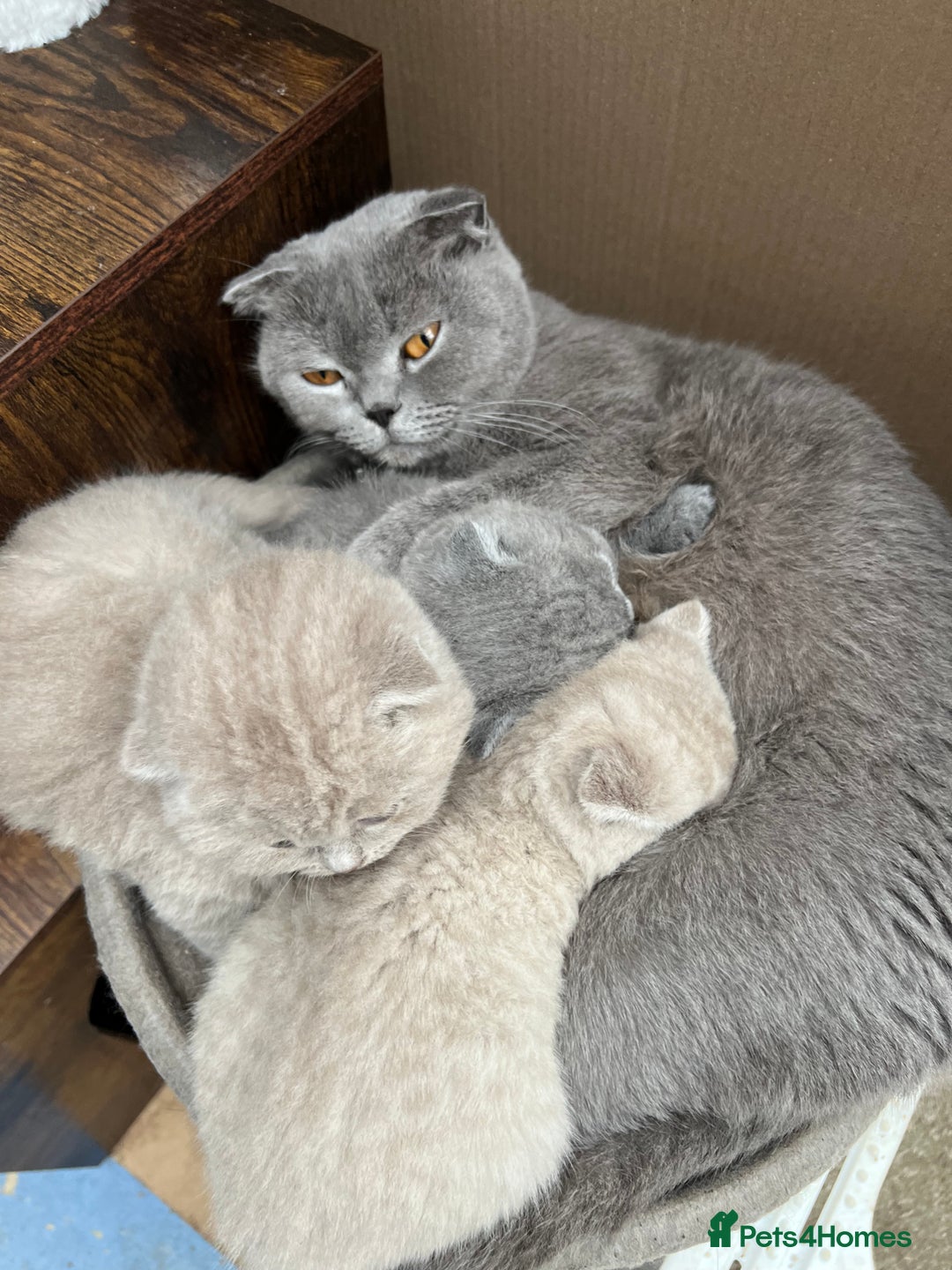 Mixed Breed cats for sale: Beautiful kittens available for loving homes. - Advert 1