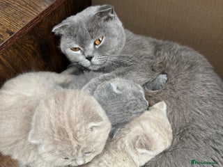 Mixed Breed cats Beautiful kittens available for loving homes. - Advert 1