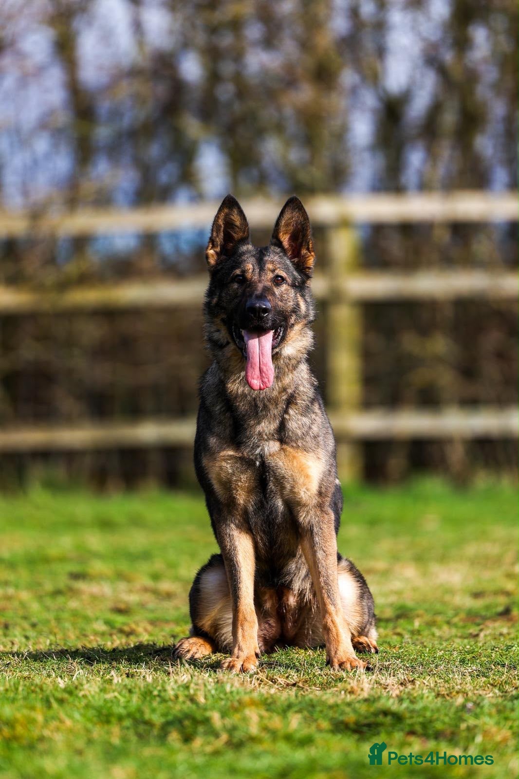 German Shepherd dogs HEALTH TESTED ON HEAT CYCLE FEMALE - Advert 5