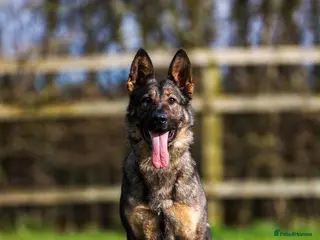 German Shepherd dogs HEALTH TESTED ON HEAT CYCLE FEMALE - Advert 1