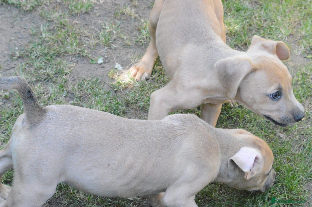 Mixed Breed dogs for sale: Mixed Breed Pups - Image 14
