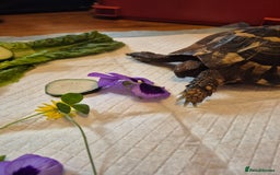 Tortoise reptiles for sale: reluctantly need to rehome my lovely tortoise  - Image 6