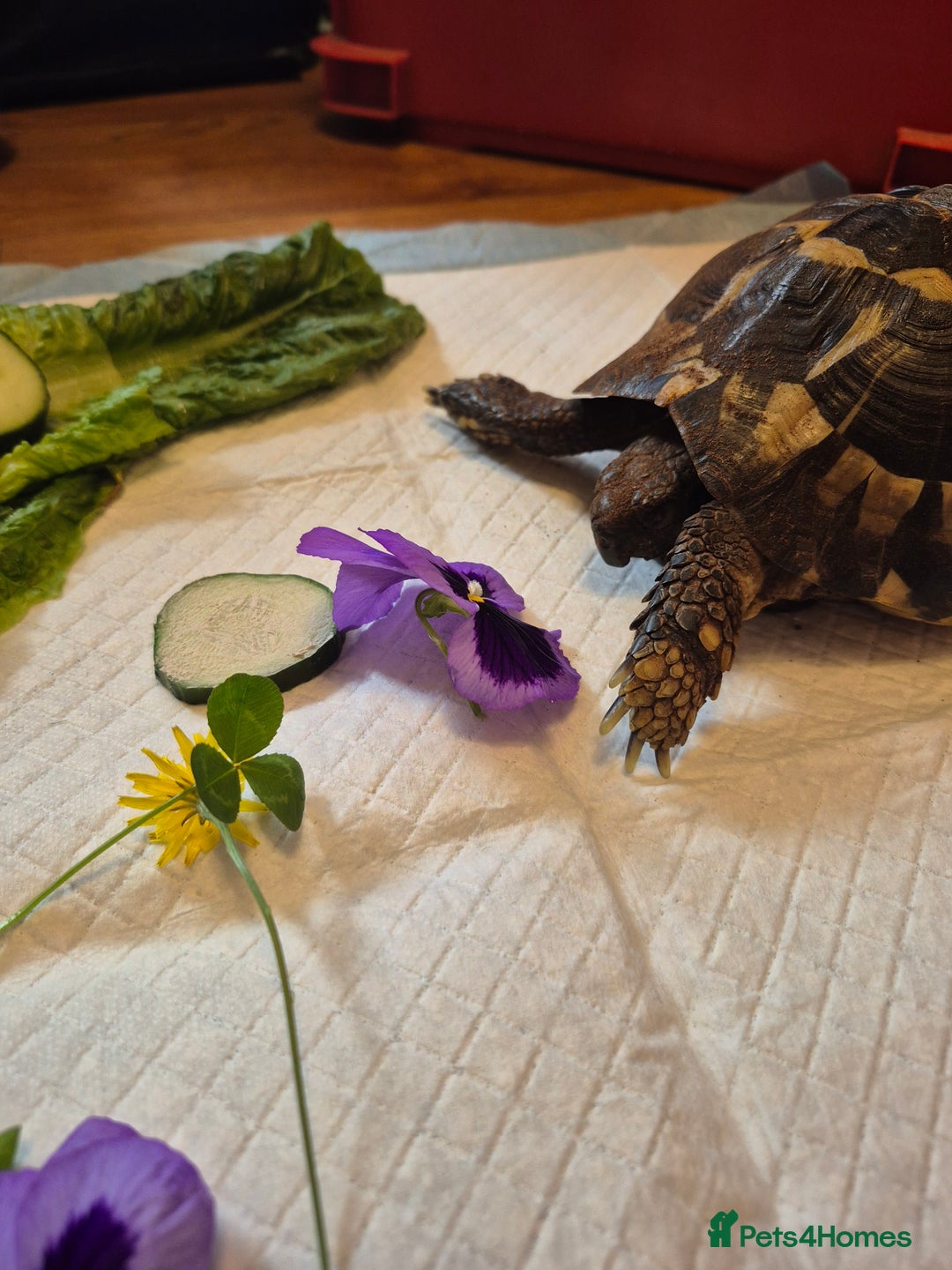Tortoise reptiles for sale: reluctantly need to rehome my lovely tortoise  - Image 6