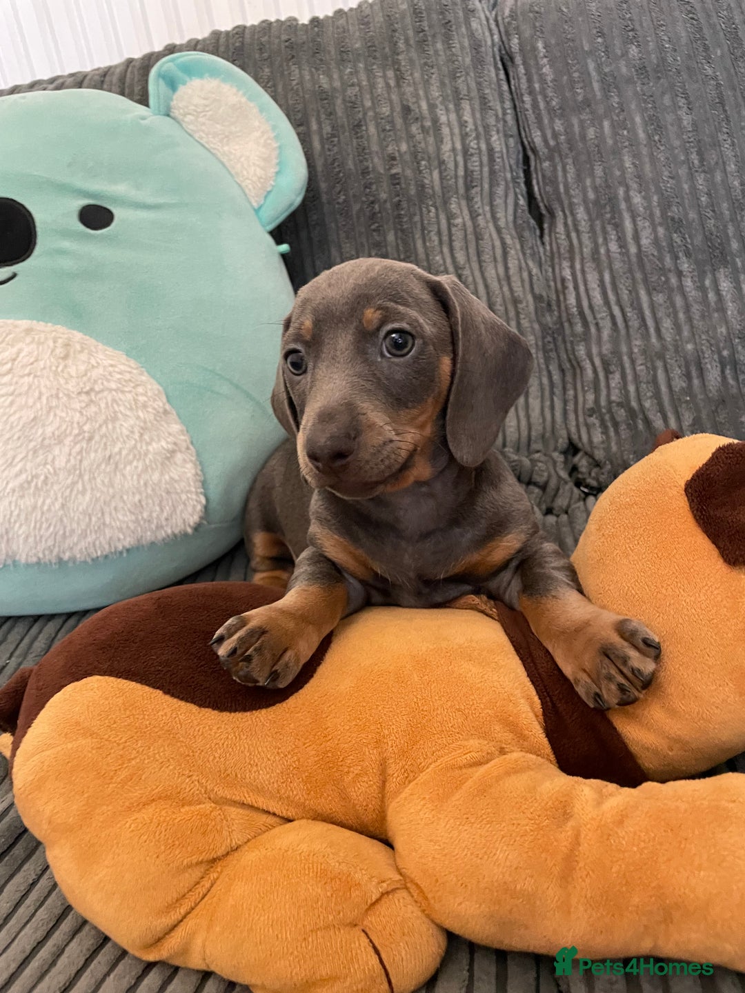Miniature Dachshund dogs for sale: Stunning little puppies - Image 1