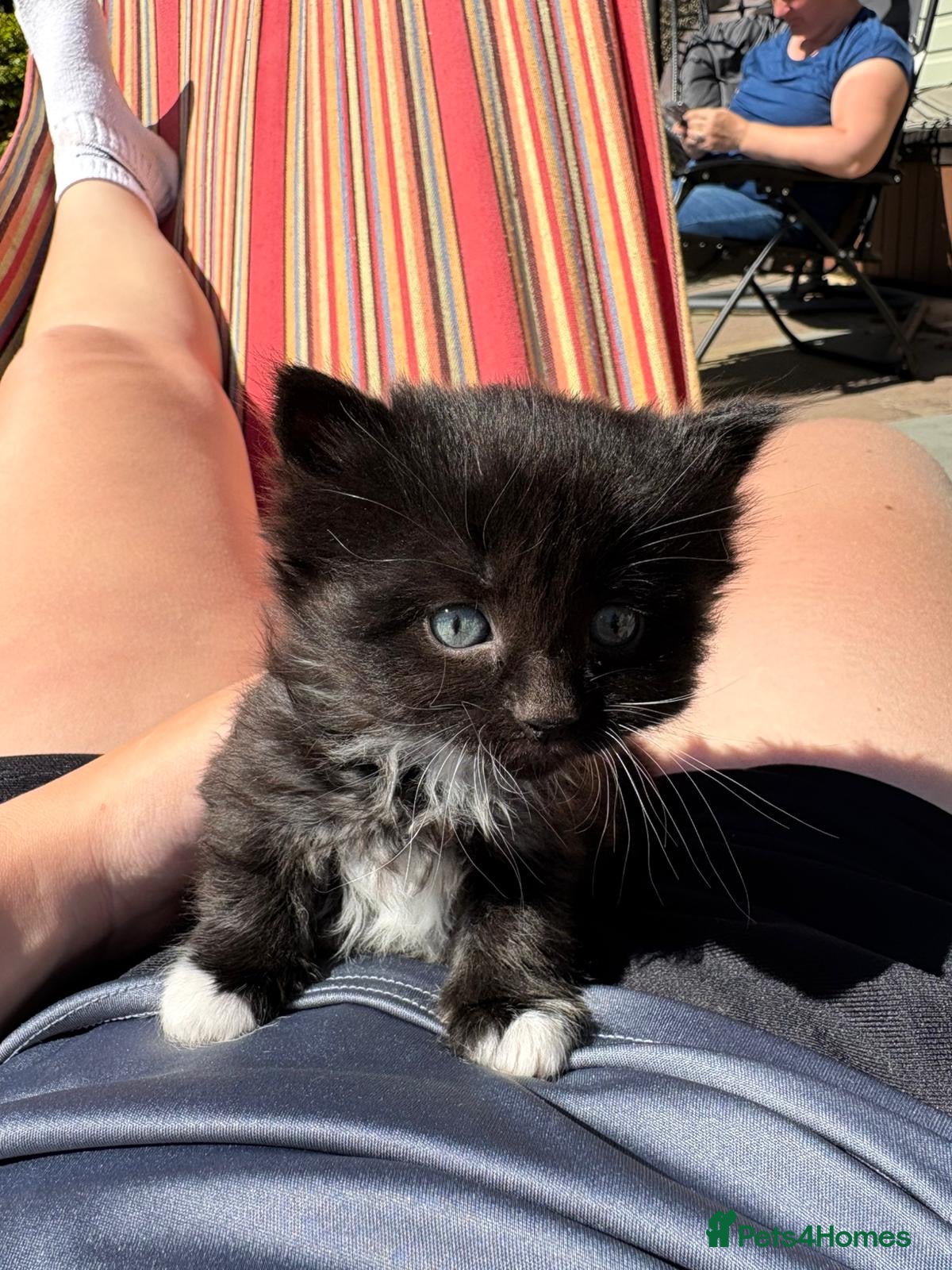 Mixed Breed cats Gorgeous litter of kittens  - Advert 5