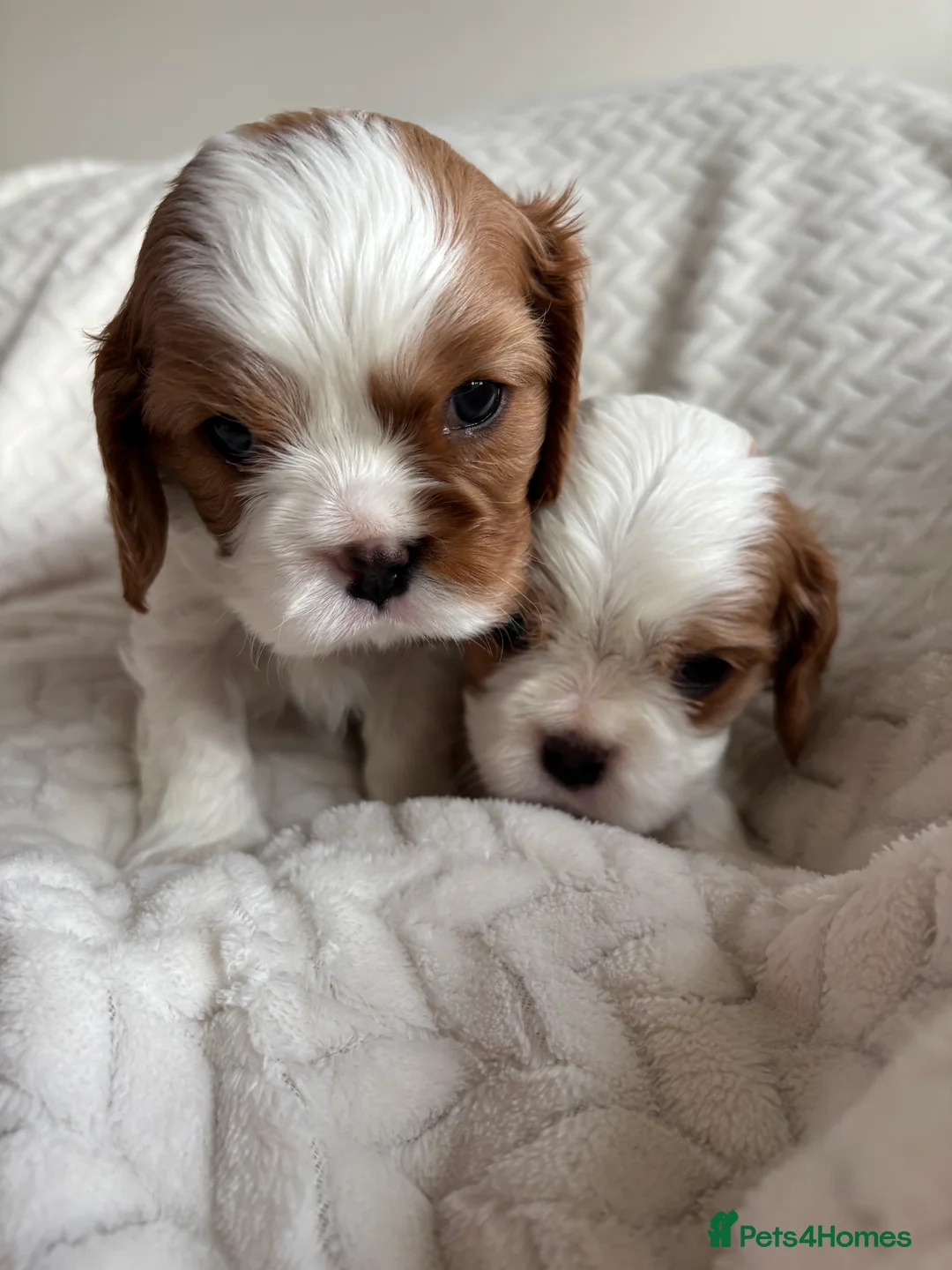 Cavalier King Charles Spaniel dogs for sale: Beautiful cavalier puppy’s  - Advert 6