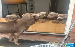 Labrador Retriever dogs for sale: Silver labradors *READY TO LEAVE* - Image 13