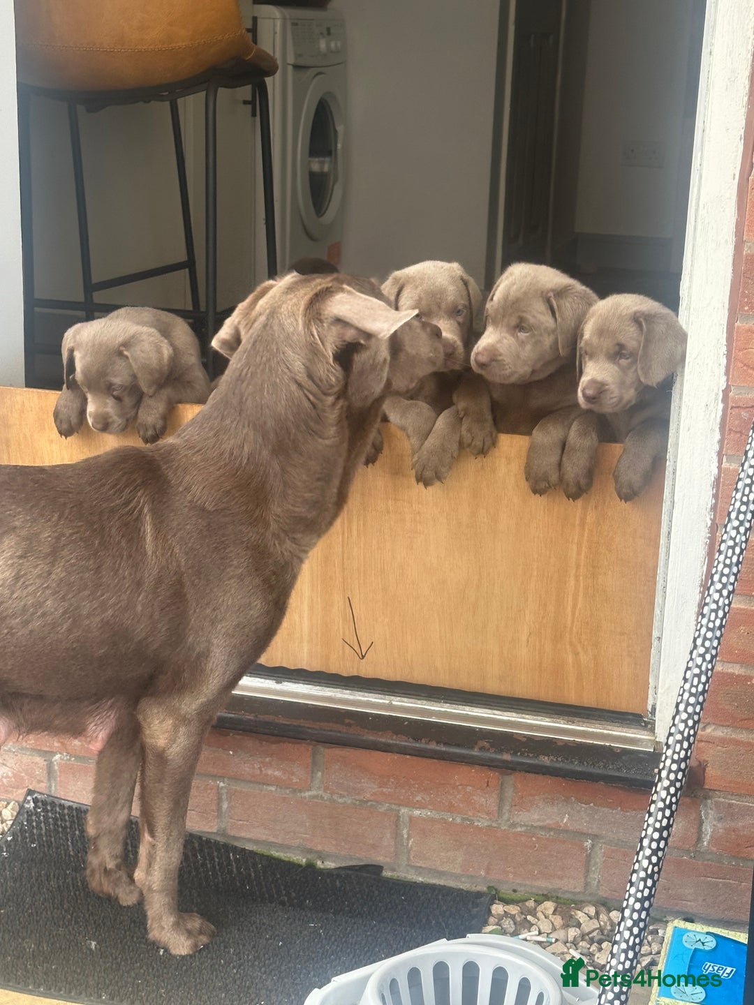 Labrador Retriever dogs for sale: Silver labradors *READY TO LEAVE* - Image 13