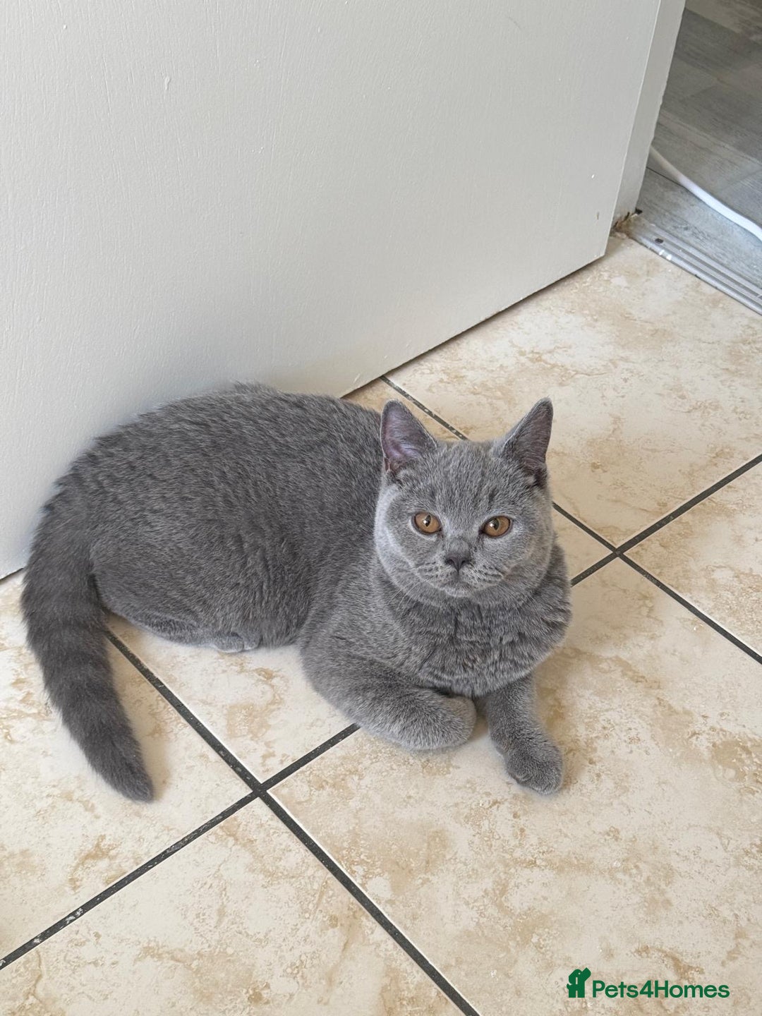 British Shorthair cats for sale: British shorthair 1 year old - Advert 2