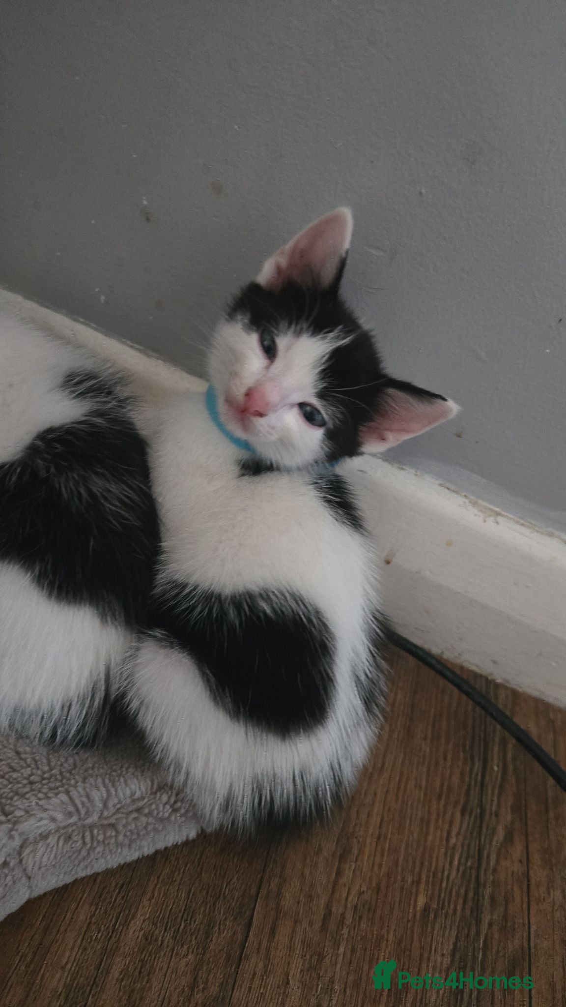 Mixed Breed cats 5xKittens🐈‍⬛️🐈 - Advert 3