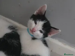 Mixed Breed cats 5xKittens🐈⬛️🐈 - Advert 3