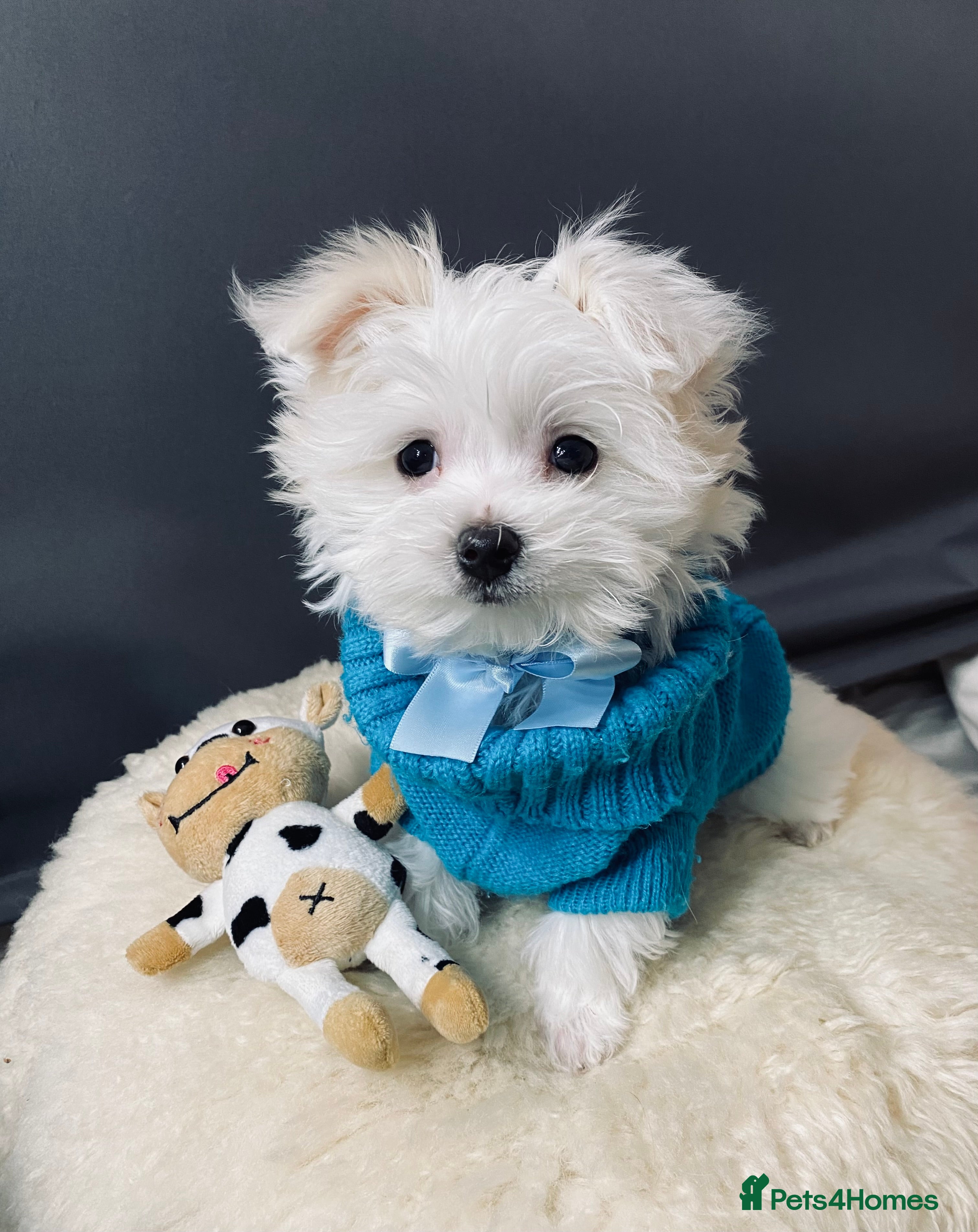 Maltese dogs ✨ Outstanding KC half-Korean Maltese Puppies ✨ - Advert 1