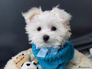 Maltese dogs ✨ Outstanding KC half-Korean Maltese Puppies ✨ - Advert 1