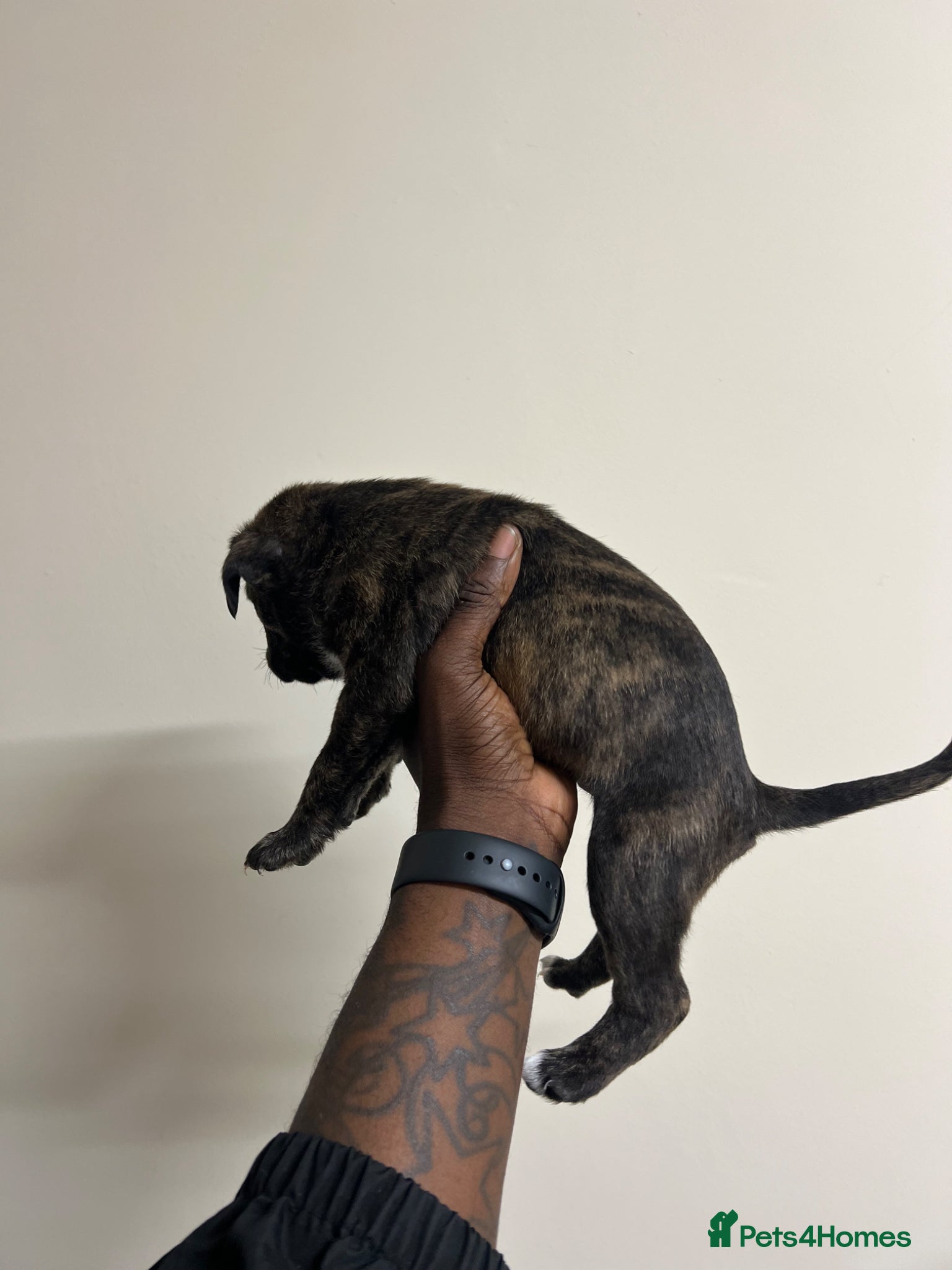 Staffordshire Bull Terrier dogs for sale: Beautiful Staffordshire Bull Terrier Mix Puppies in Manchester - Advert 7