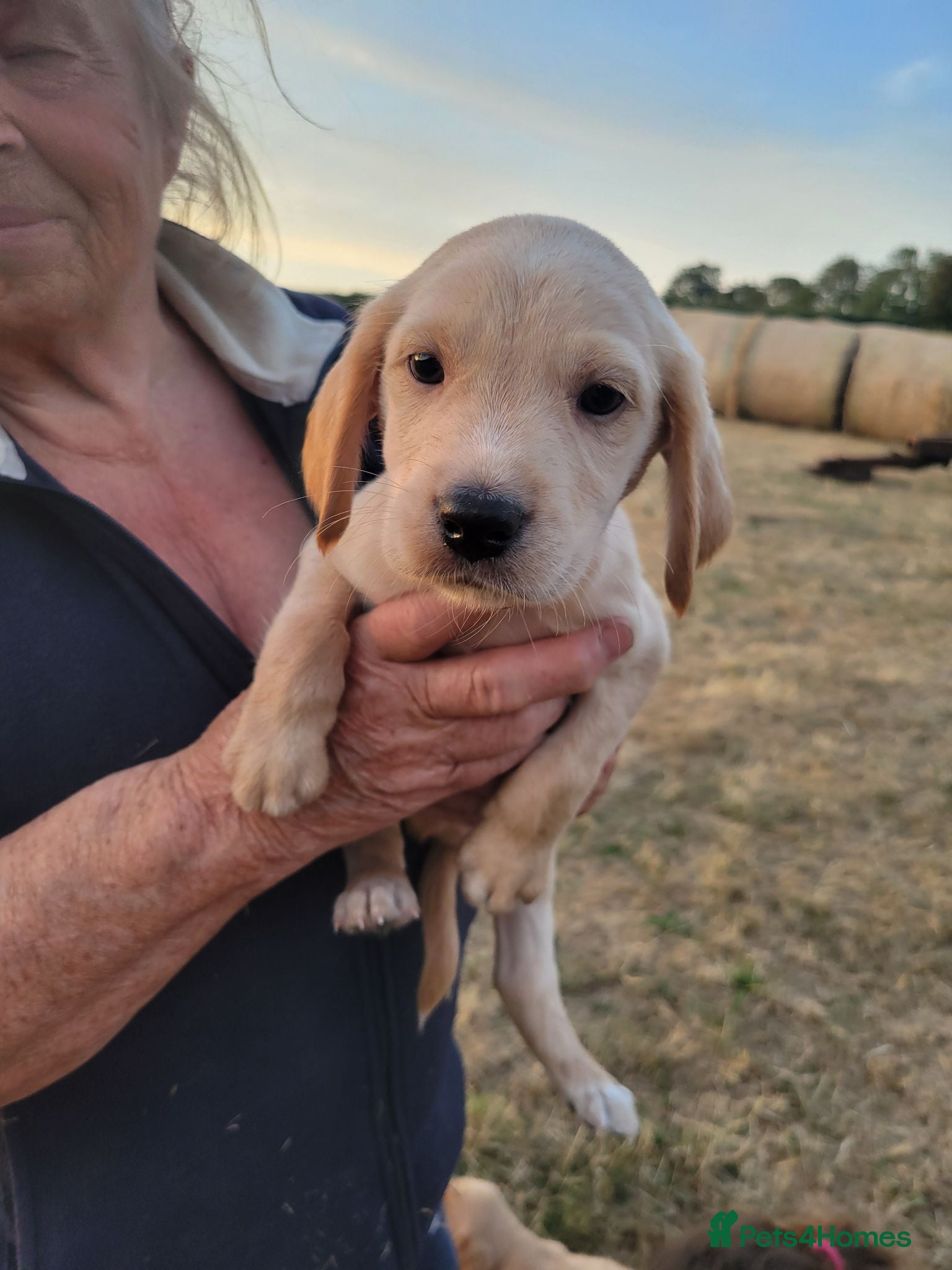 Mixed Breed dogs Labrador x sprocker puppies - Advert 15