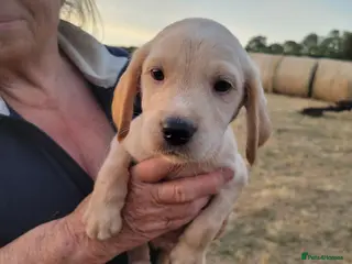 Mixed Breed dogs Labrador x sprocker puppies - Advert 15
