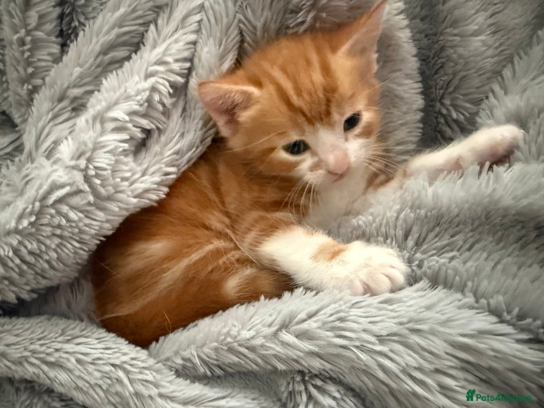 Domestic Shorthair cats for sale: Ginger Tux Boy! Only one of my cat’s litter!  - Image 2
