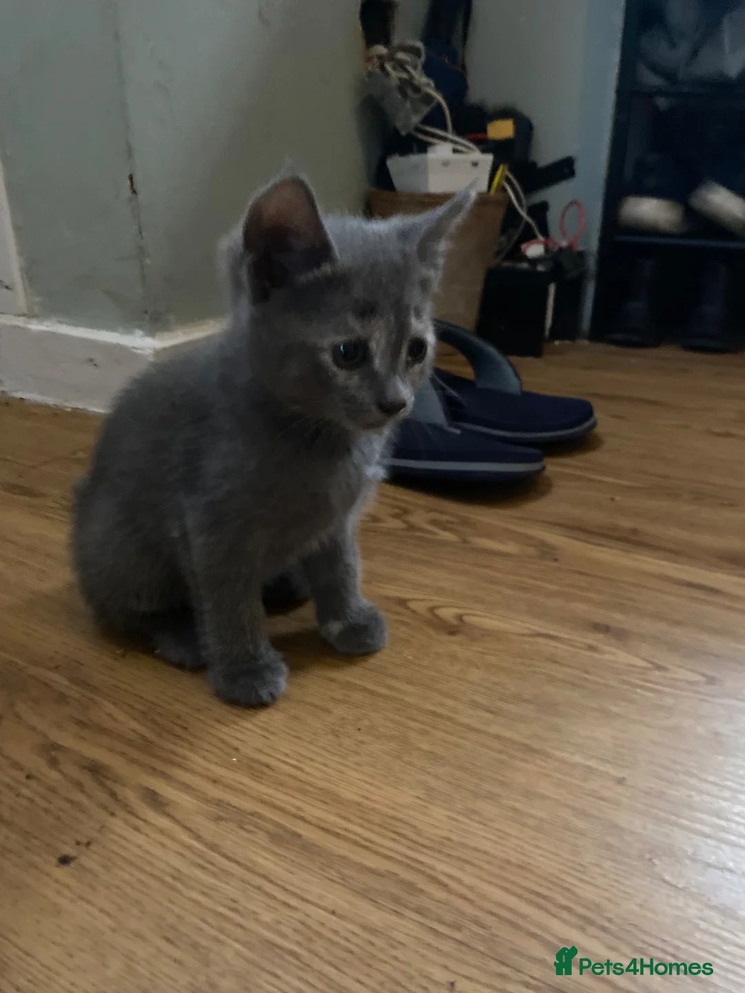 British Shorthair cats for sale: Final British Blue Cross Kitten – Ready NOW! - Advert 1