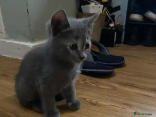 British Shorthair cats Final British Blue Cross Kitten – Ready NOW! - Advert 2