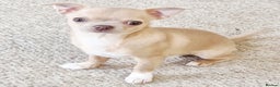 Chihuahua dogs for sale: Chihuhaha Puppies for sale - Advert 13