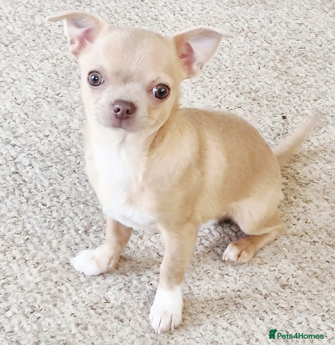 Chihuahua dogs for sale: Chihuhaha Puppies for sale - Advert 13