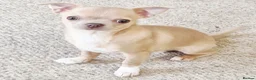 Chihuahua dogs for sale: Chihuhaha Puppies for sale - Advert 13