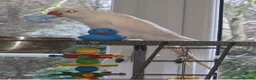 Ringnecks birds for sale:  White Indian Ringneck "Binky"  - Advert 3
