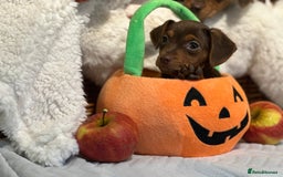 Mixed Breed dogs for sale: Wonderful daxijacks !! 🐶 - Image 14
