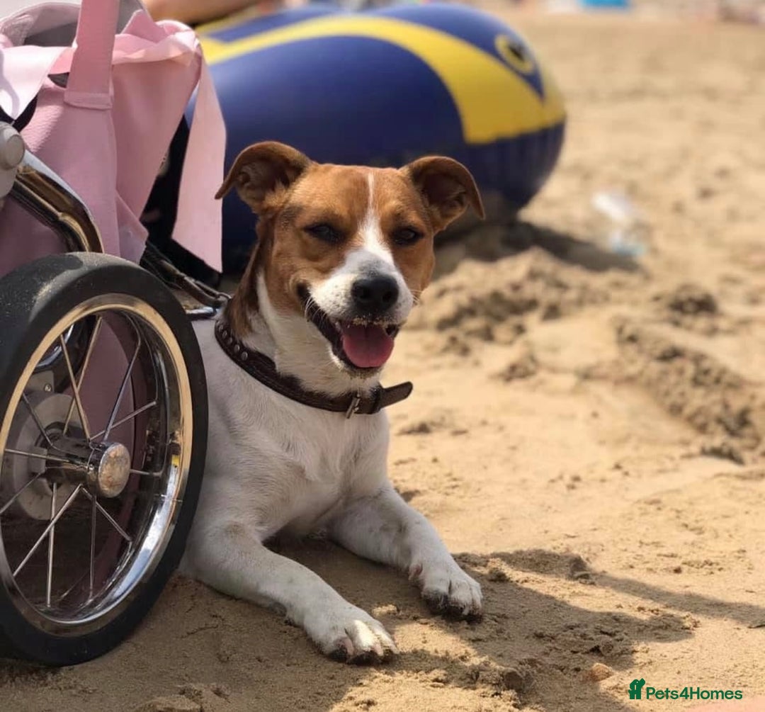 Jack Russell dogs for stud: Stunning jack Russel for stud  - Advert 1