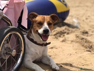 Jack Russell dogs Stunning jack Russel for stud - Advert 2