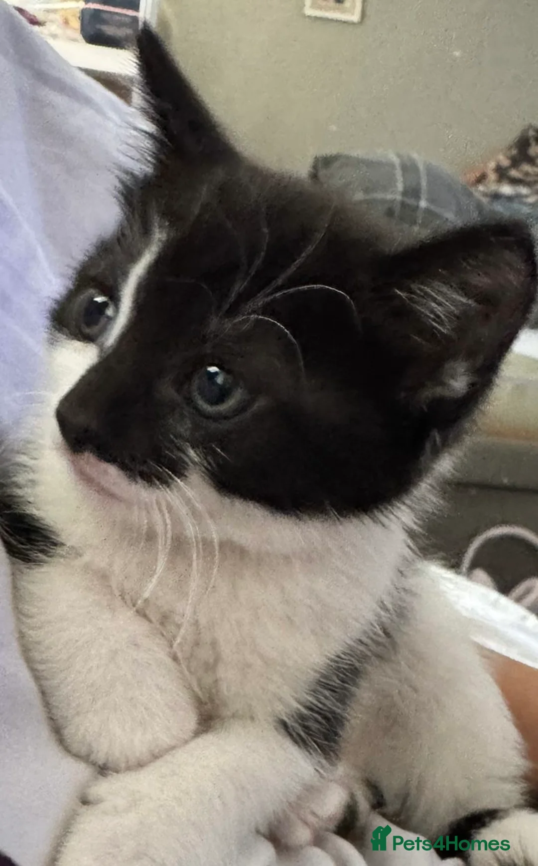 Mixed Breed cats for sale: Adorable friendly boy kitten ready for new home - Advert 3