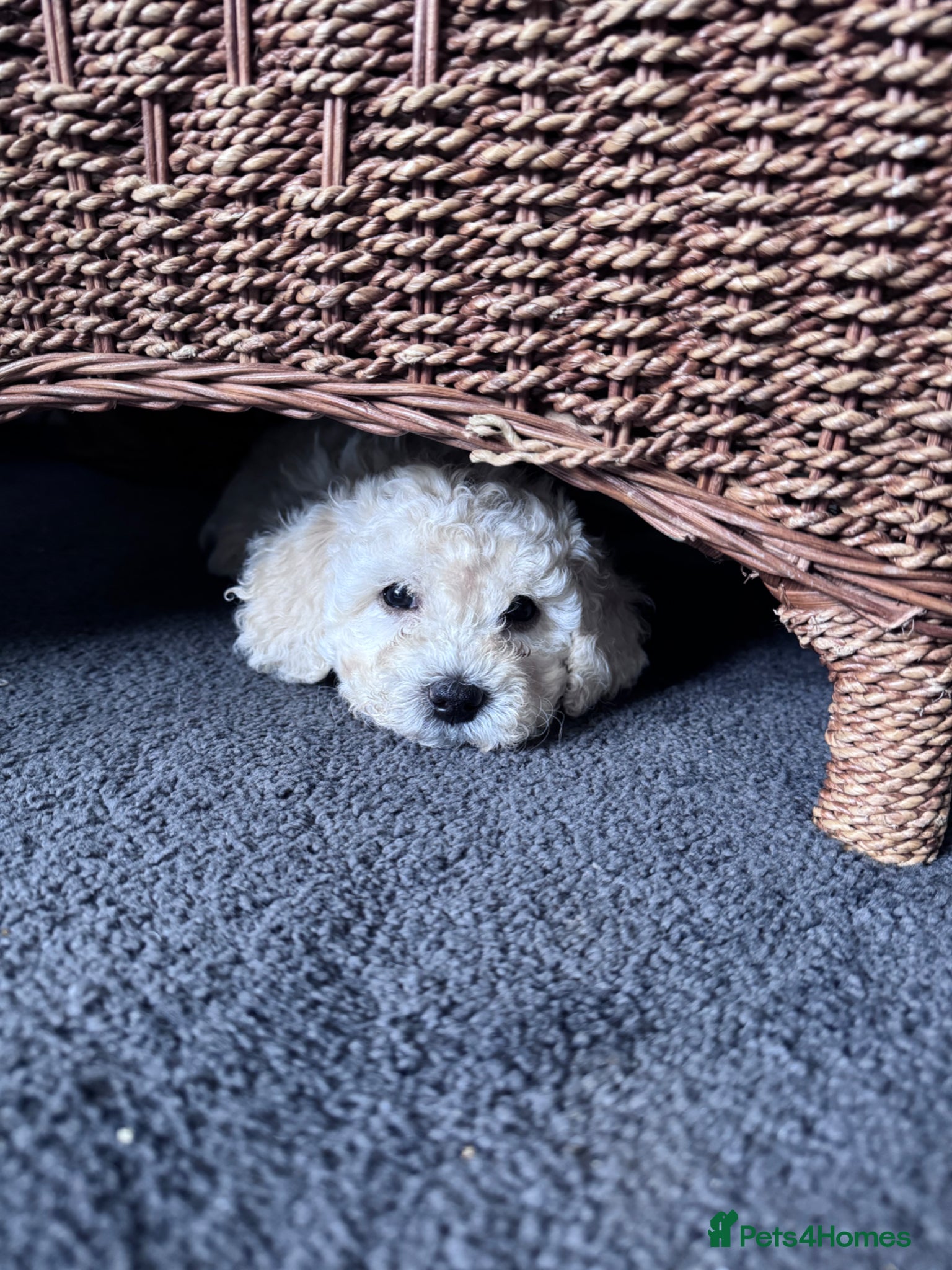 Poochon dogs 3 GIRLS left!!! Rare colour beautiful poochons  - Advert 1