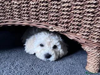 Poochon dogs 3 GIRLS left!!! Rare colour beautiful poochons - Advert 12