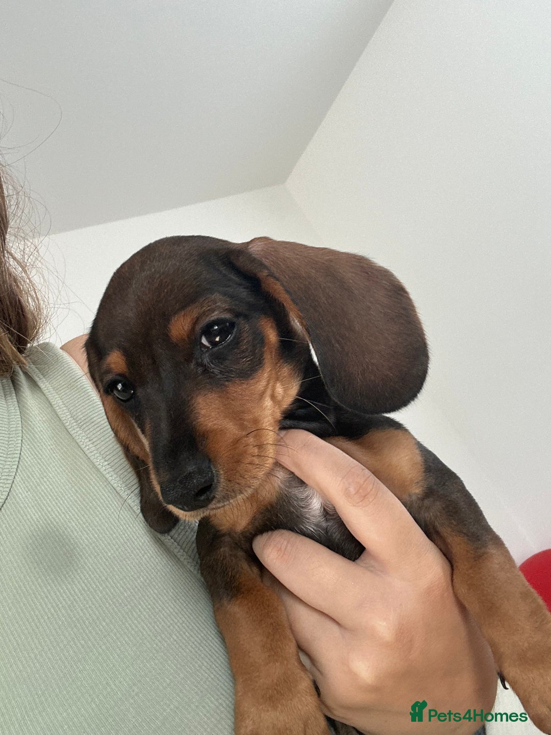 Miniature Dachshund dogs for sale: Minature dachshunds for sale! LAST 2!READY TO GO! - Image 6