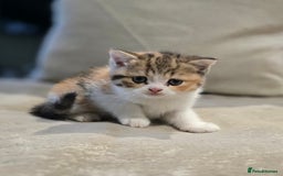 British Shorthair cats for sale: Kittens - Image 7