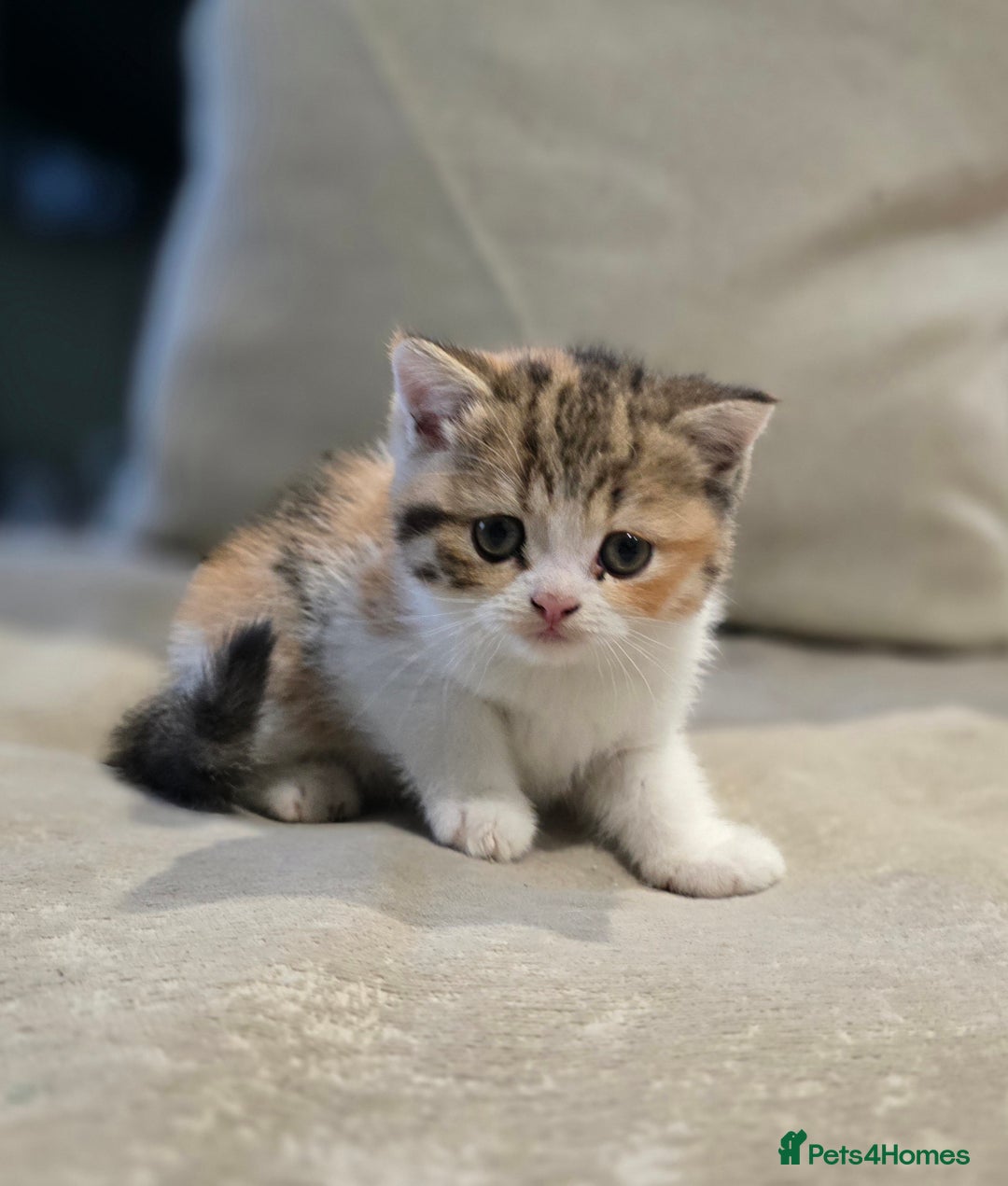 British Shorthair cats for sale: Kittens - Image 7