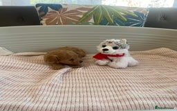 Maltipoo dogs for sale: Gorgeous Maltipoo Puppies - Image 19